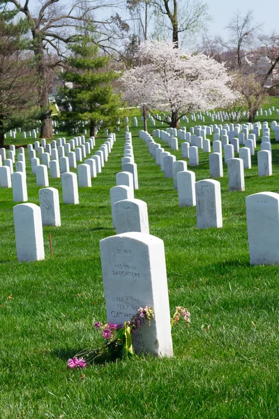 Arlington mezarlığında kiraz ağacı — Stok fotoğraf