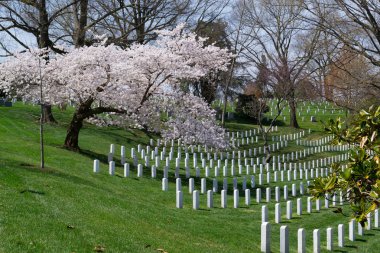 Arlington Mezarlığı'na gelen bahar 