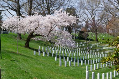 Arlington mezarlığında Sakura ağacı 