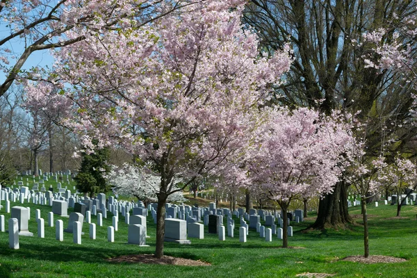 アーリントン墓地にピンクの桜の木 — ストック写真