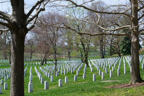 Arlington mezarlığında ağaçlar — Stok fotoğraf
