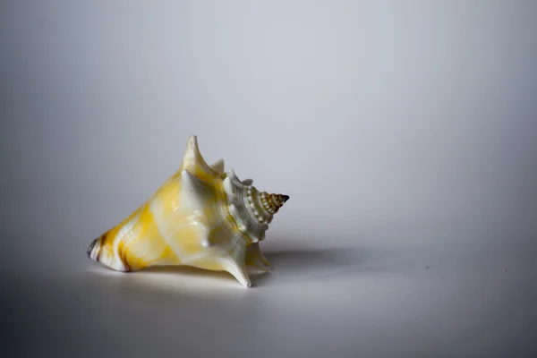 Deniz kabuğu yan — Stok fotoğraf