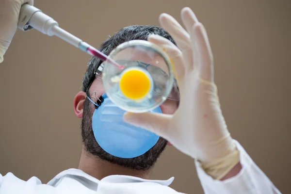 Fecondazione delle uova da parte di uno scienziato — Foto Stock