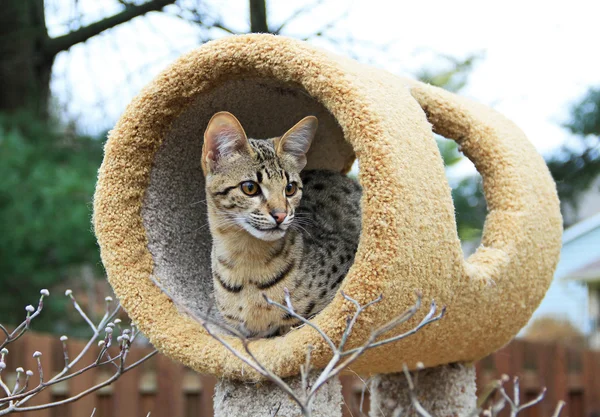 Serval Savannah Kitten — Stock Photo, Image