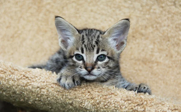 Serval Savannah gatinho — Fotografia de Stock