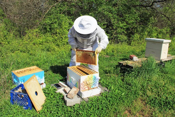 Apicultor Que Atiende Sus Abejas Una Colmena Langstroth Con Espacio — Foto de Stock