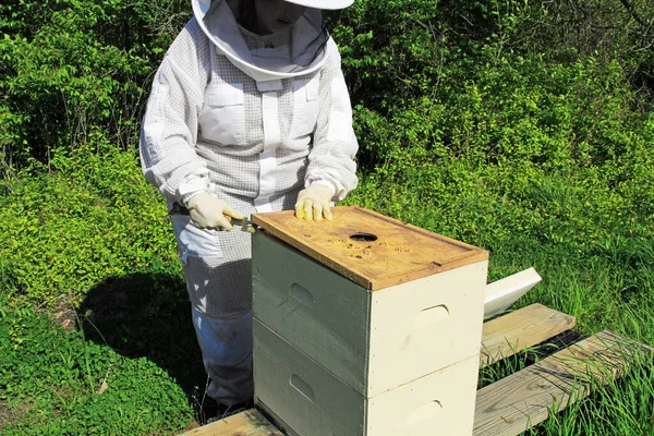 Apicultor Quitando Cubierta Interna Una Colmena Langstroth Usando Una Herramienta — Foto de Stock