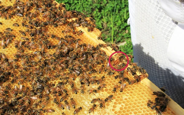 Abeja Reina Identificada Por Círculo Rojo Entre Sus Trabajadores Marco — Foto de Stock