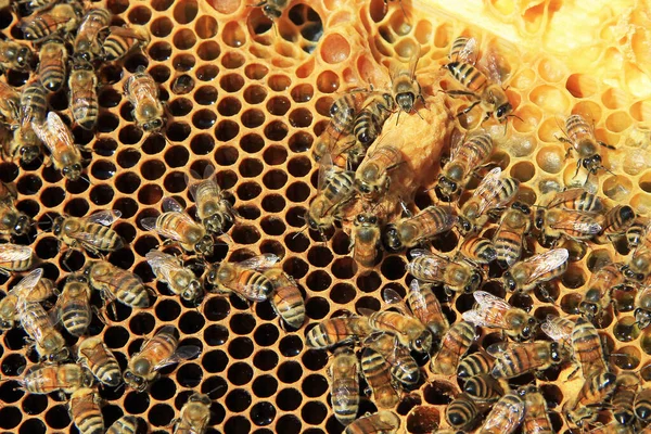 Zbliżenie Plastra Miodu Wypełnionego Nektarem Komórki Królowej Pracowniczymi Pszczołami Ulu — Zdjęcie stockowe