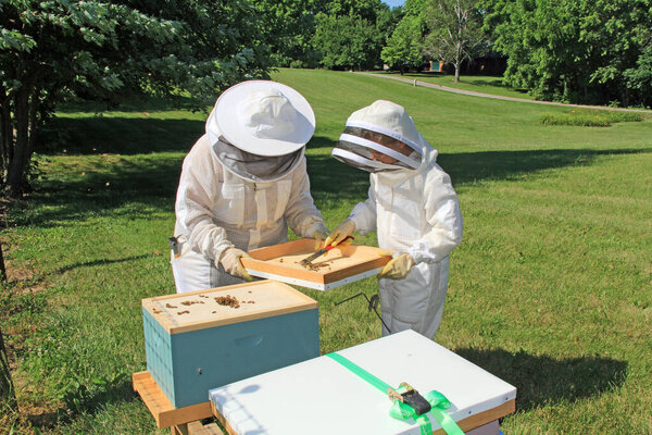 Mother teaching her daughter how to remove burr comb from a Langstroth beehive lid with green plant background copy space.  