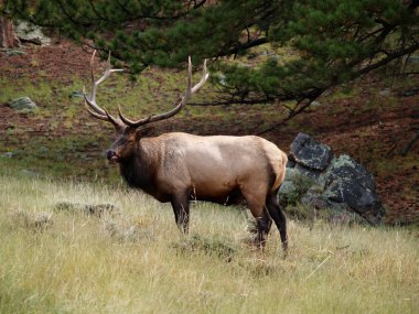 Elk yalama dudaklar