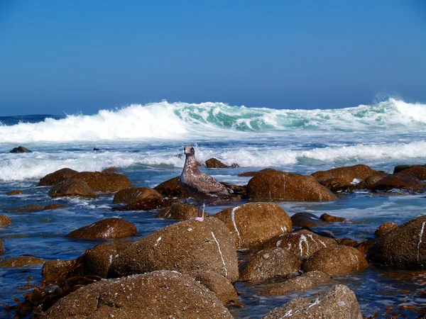 Gaviota juvenil disfrutando de las olas —  Fotos de Stock