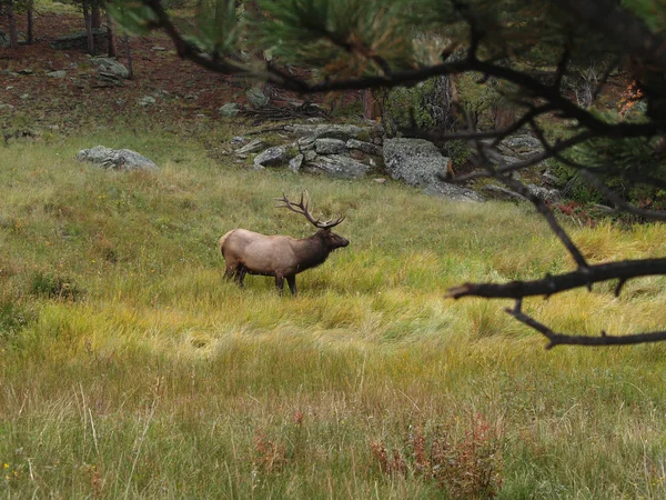 Grazing Elk — Stock Photo, Image