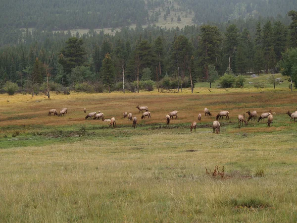 Stádo pastvy elk — Stock fotografie