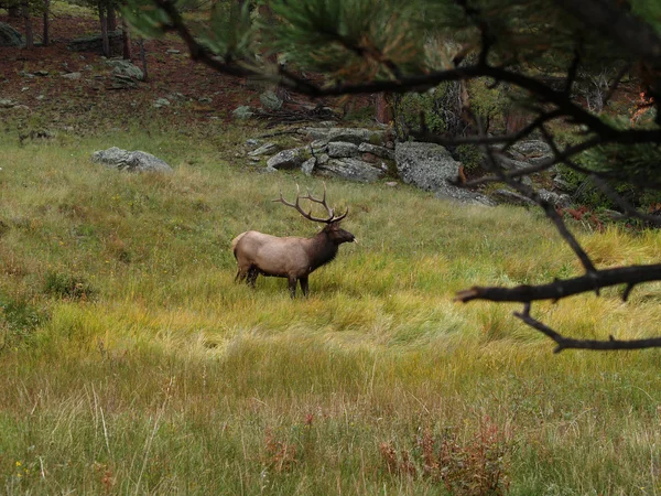 Elk with tongue out — Stock Photo, Image