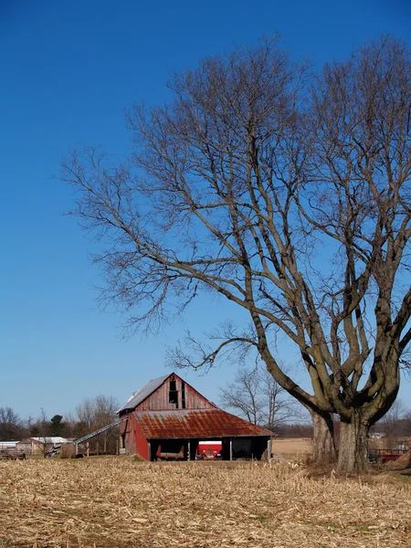 Bladlösa lönn bredvid en gammal lada — Stockfoto