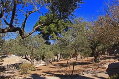 Bahçe Gethsemane İsrail