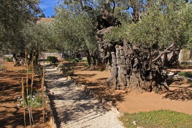 Garden of Gethsemane in Israel clipart