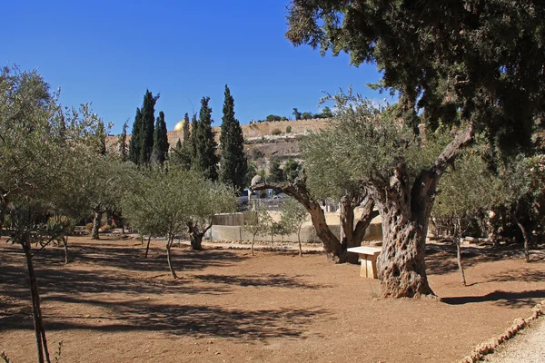 Giardino del Getsemani in Israele — Foto Stock