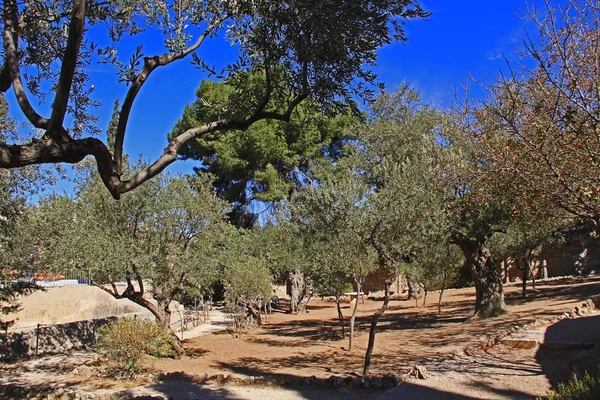 Jardin de Gethsémani en Israël — Photo