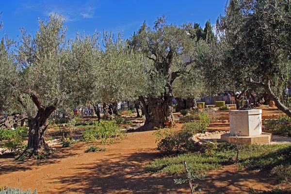 Στον κήπο της Γεθσημανή στο Ισραήλ — Φωτογραφία Αρχείου