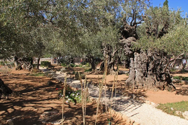 Bahçe Gethsemane İsrail — Stok fotoğraf