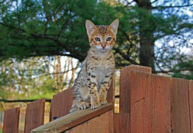 Bir benekli altın renkli iç Serval Savannah yavru kedi üzerinde yeşil gözlü ahşap bir çit.