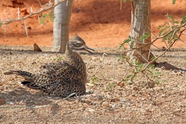 Kuma Sunning benekli Bush Thick-Knee