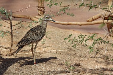 Kuma Sunning benekli Bush Thick-Knee