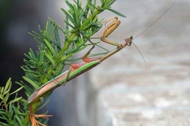 Bu kahverengi ve yeşil bush kök bir tuğla arka plan kopya alanı yanındaki alt üzerine asılı bir sopa böcek, dua Mantis (Mantis bileğinde) olduğunu.