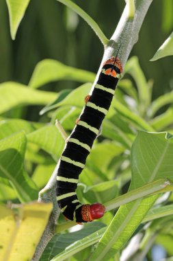 Tetrio Sphinx Caterpillar Antigua Barbuda, Karayipler küçük Antiller frangipani ağaçta bir yaprak yemek Antiller'de'e.