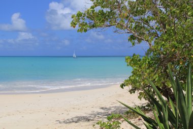 Sailboat on the Tranquil aqua Caribbean Sea as seen from a beach with an agave plant in Antigua Barbuda in the Caribbean Lesser Antilles West Indies. clipart