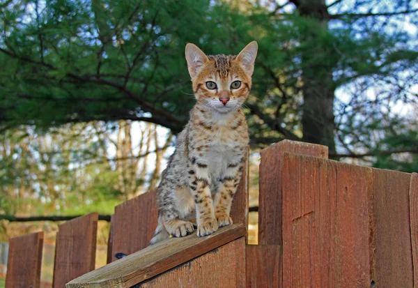 A spotted gold colored domestic Serval Savannah kitten on a wooden fence with green eyes. — Stock Photo, Image