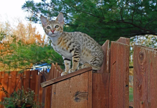 A spotted gold colored domestic Serval Savannah kitten on a wooden fence with green eyes. — Stock Photo, Image