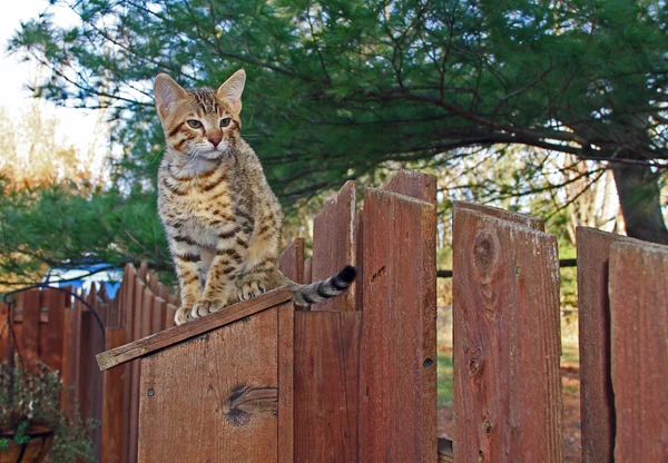 A spotted gold colored domestic Serval Savannah kitten on a wooden fence with green eyes. — Stock Photo, Image