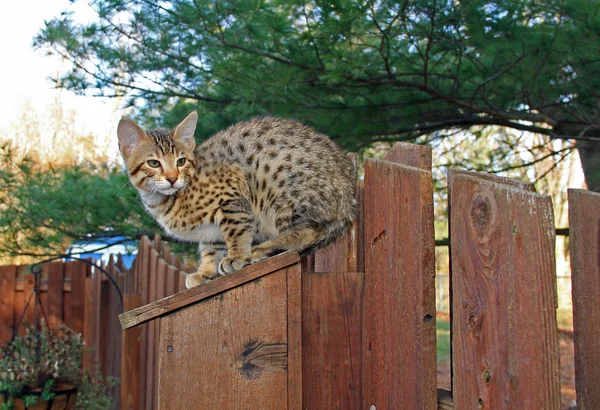 A spotted gold colored domestic Serval Savannah kitten on a wooden fence with golden yellow eyes. — Stock Photo, Image