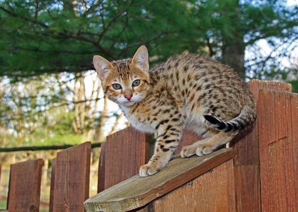 A spotted gold colored domestic Serval Savannah kitten on a wooden fence with green eyes. — Stock Photo, Image