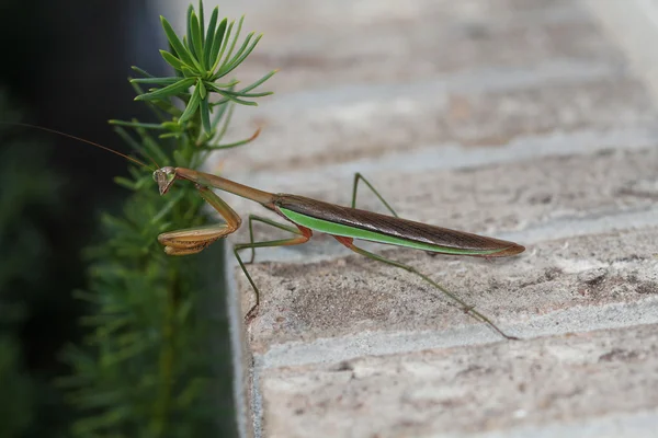 Bruin en groen praying Mantis (bidsprinkhaan religiosa) buiten op een richel baksteen venster is een stick insect. — Stockfoto