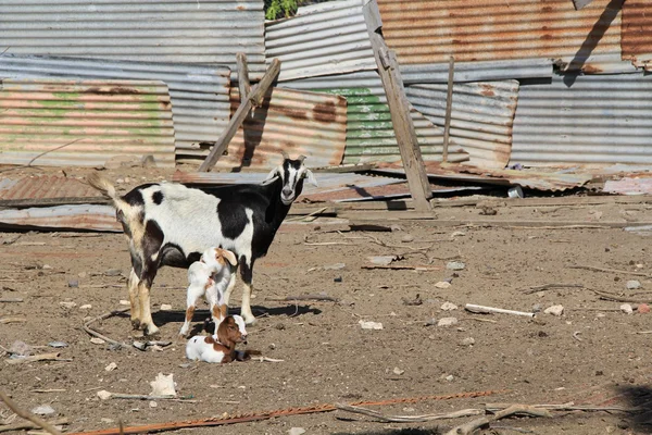 Mãe cabra com seus filhos mostrando a condição típica de uma caneta de cabra em Antígua Barbuda no Caribe Pequenas Antilhas Índias Ocidentais . — Fotografia de Stock