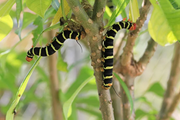 Tetrio Sphinx Caterpillar native naar Antigua Barbuda in het Caribisch gebied Lesser Antilles West Indies eten een blad aan een boom frangipani. — Stockfoto