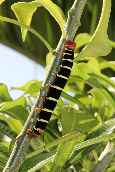 Tetrio Sphinx Chenille originaire d'Antigua Barbuda dans les Caraïbes Petites Antilles Antilles mangeant une feuille sur un frangipani . — Photo