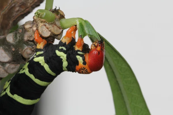 Caterpillar Tetrio Esfinge nativa de Antigua Barbuda en el Caribe Antillas Menores Indias Occidentales comiendo una hoja en un árbol de frangipani . —  Fotos de Stock