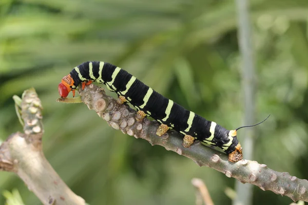 Tetrio Sphinx Caterpillar hjemmehørende på Antigua Barbuda i Karibia Mindre Antiller Vestindia spiser det siste bladet på et frangipani-tre . – stockfoto