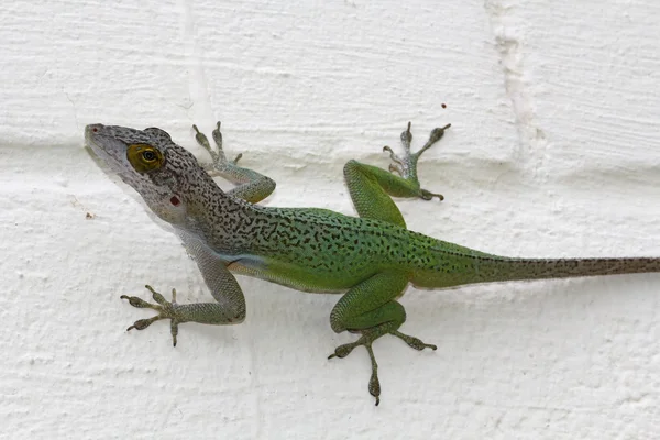 Groene kameleon op een muur wit geschilderde blok in Antigua Barbuda in het Caribisch gebied Lesser Antilles West-Indië. Namen zijn Leach's anolissen (Anolis leachii) — Stockfoto