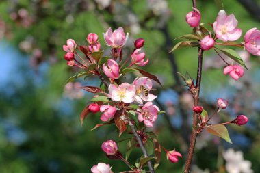 Arı polen kopya alanı yaylı bir pembe crabapple çiçek toplama.