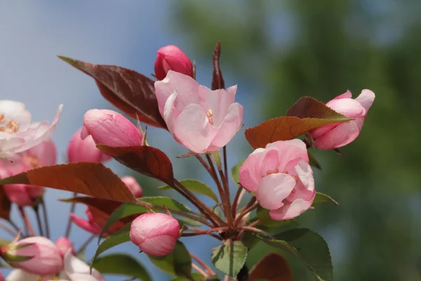Crab apple blossoms close-up — Stock Photo, Image
