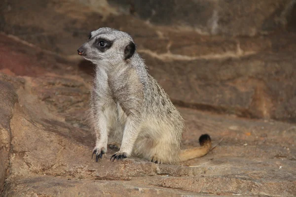 Um Meerkat a guardar a toca. . — Fotografia de Stock