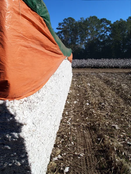 Módulo de algodón con un campo de algodón en el fondo . —  Fotos de Stock