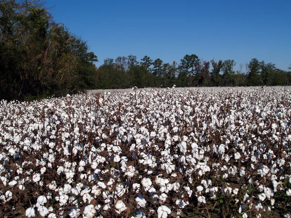 Champ de coton en Géorgie prêt à être récolté — Photo