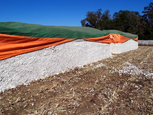 Baumwollmodule mit einem Baumwollfeld im Hintergrund. — Stockfoto